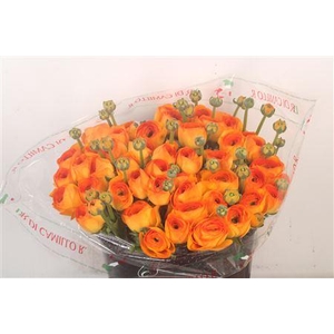 Ran... Su Lambada Super X50