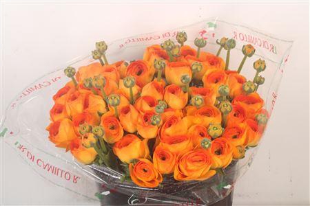 Ran... Su Lambada Super X50