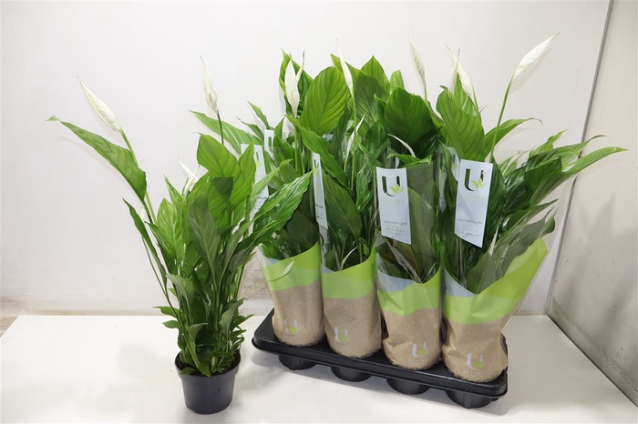 <h4>arr8 Spath Strauss</h4>