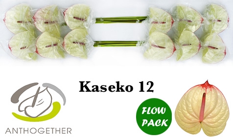 ANTH A KASEKO 12 Flow Pack