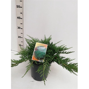 Juniperus Prince of Wales