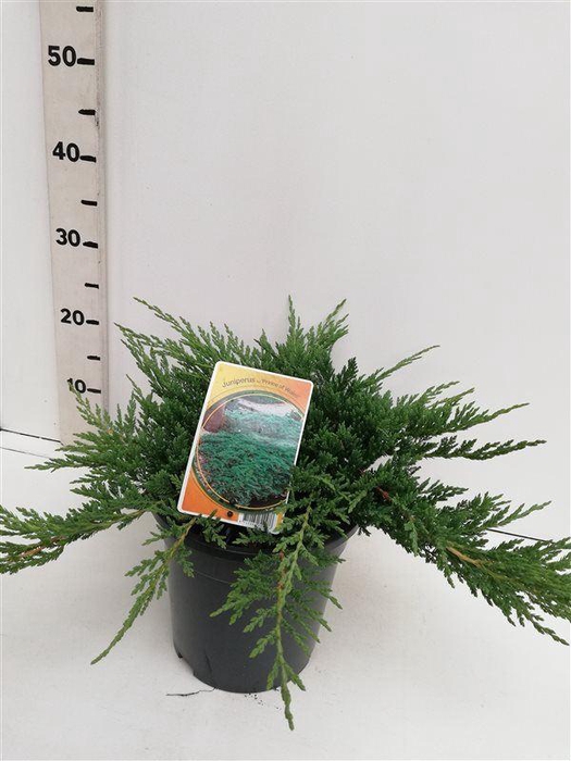 <h4>Juniperus Prince of Wales</h4>