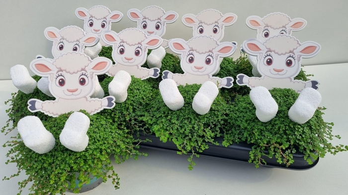 <h4>SOLEI SOL GROEN</h4>