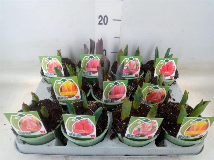 <h4>Tulipa   ...</h4>