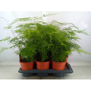 Asparagus setaceus