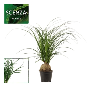 Beaucarnea Bol 12 cm