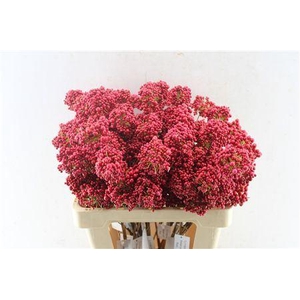BERRY DECO RED