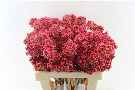 <h4>BERRY DECO RED</h4>