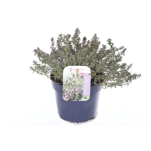 Thymus citr. Silver Queen
