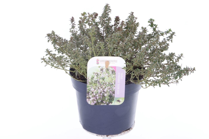 <h4>Thymus citr. Silver Queen</h4>