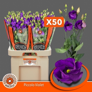 LIS ENK PICCOLO VIOLET