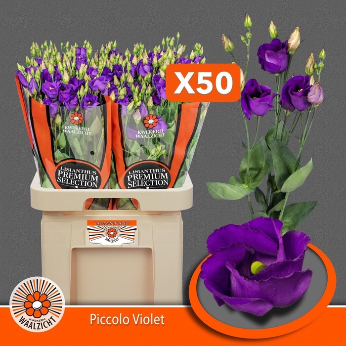 <h4>LIS ENK PICCOLO VIOLET</h4>