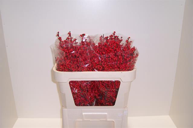 <h4>ILEX VE RODE BES</h4>