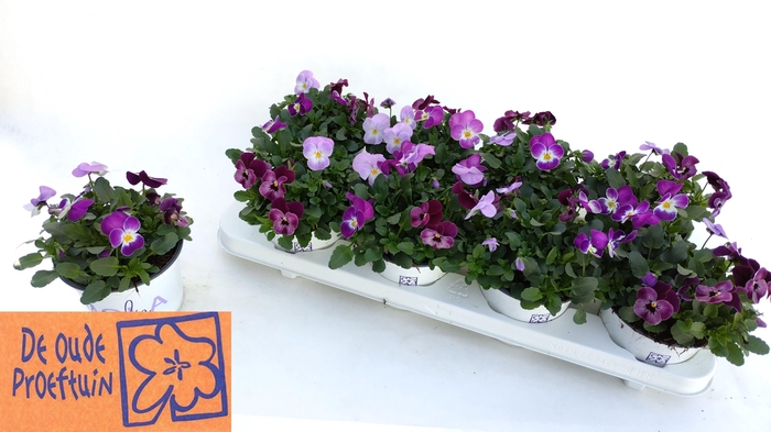 <h4>VIO TRICOLOR</h4>