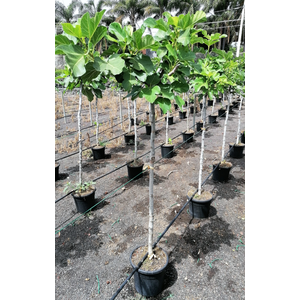 Ficus carica