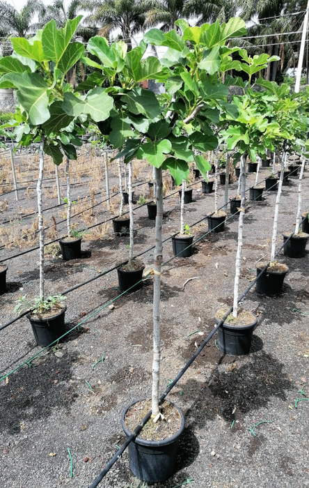 <h4>Ficus carica</h4>