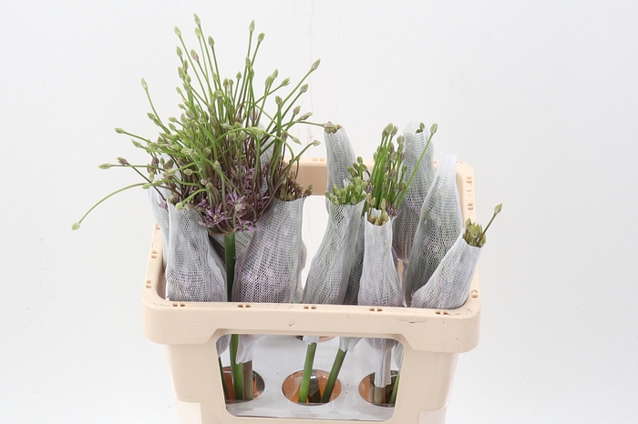 <h4>Allium Schubertii</h4>