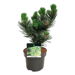 Pinus held. 'Satellit'