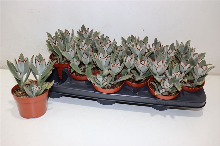 <h4>arr8 Kalanchoe Tomentosa</h4>