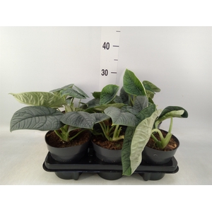 Alocasia melo