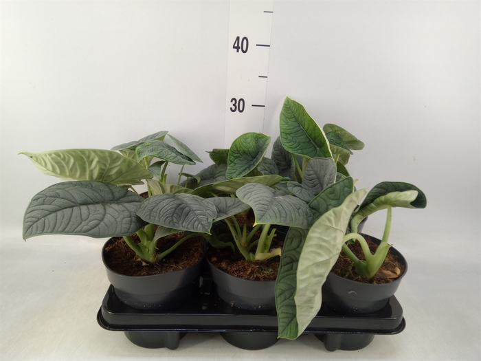 <h4>Alocasia melo</h4>
