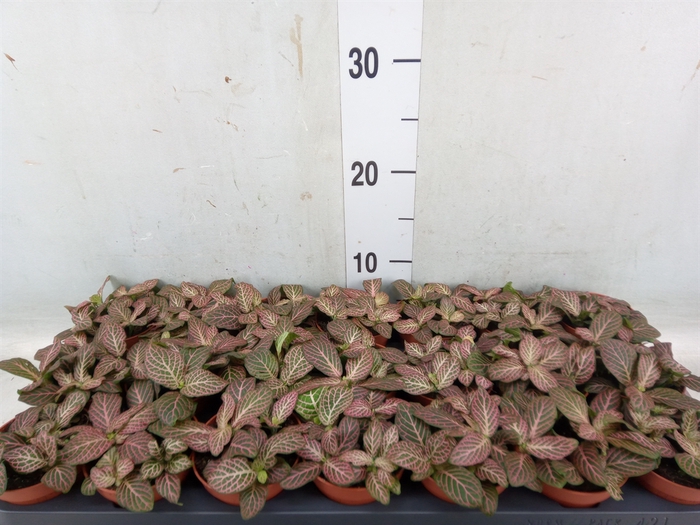 <h4>Fittonia verschaf. 'Red Angel'</h4>