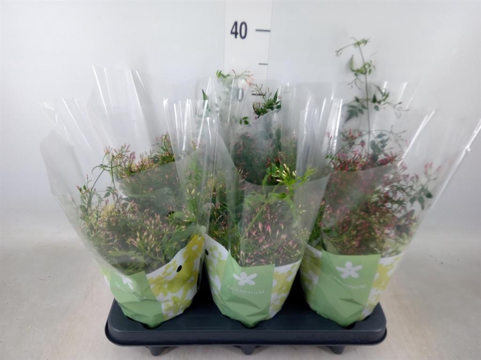 <h4>Jasminum polyanthum   ...rose</h4>