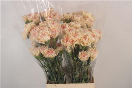 <h4>Di St Happy Hoshi</h4>