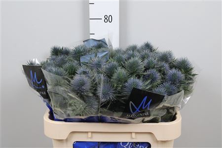 <h4>Eryngium  'Magnetar Questar'</h4>