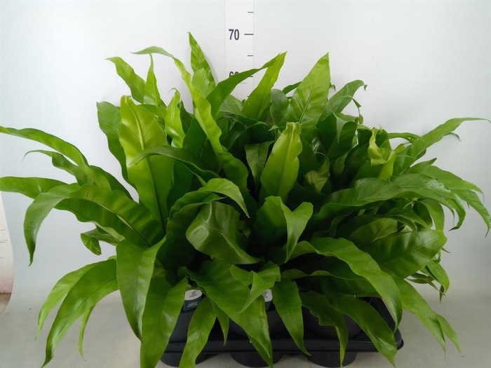 <h4>Asplenium antiquum</h4>