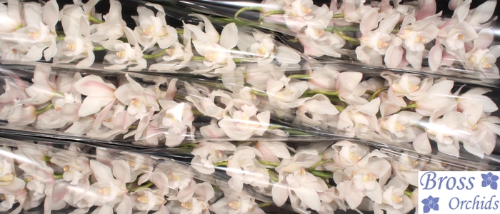 <h4>CYMB T POMPEI white</h4>