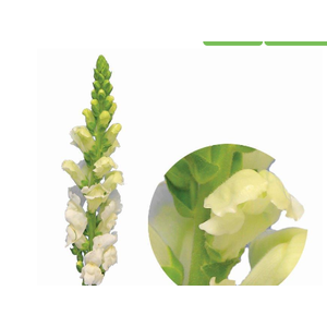 BOCA DE LEAO BRANCA 070 CM