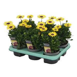 Osteospermum Blue Eyed Beauty Decorum