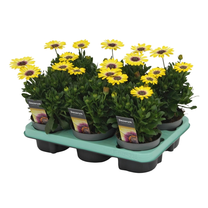 <h4>Osteospermum Blue Eyed Beauty Decorum</h4>