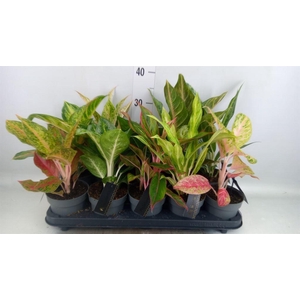 Aglaonema   ...
