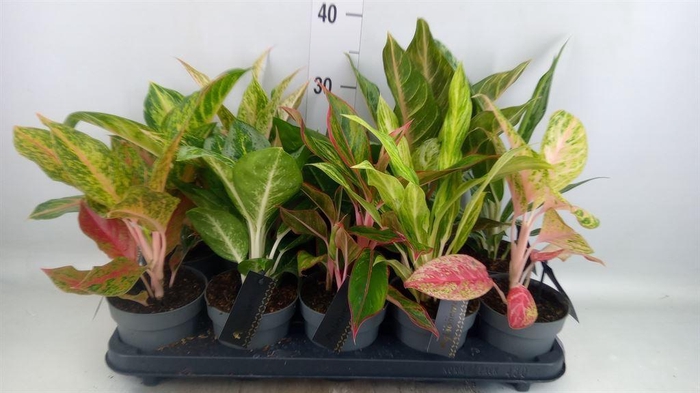 <h4>Aglaonema   ...</h4>