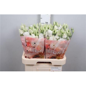 Eus G Arena Giant White