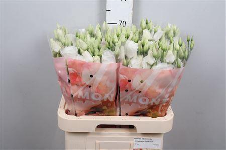 Eus G Arena Giant White