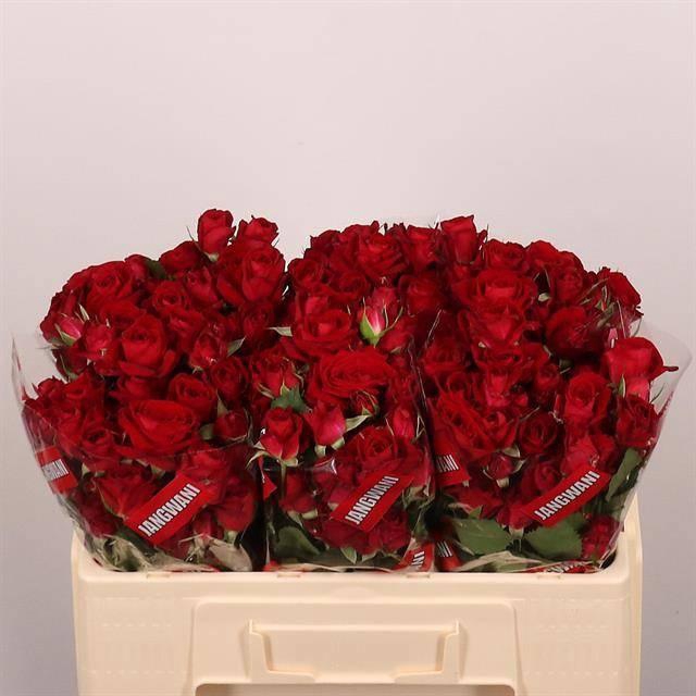 <h4>R TR DOMINICA</h4>