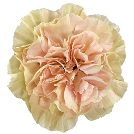 <h4>DI ST AMBAR</h4>