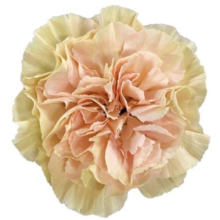 <h4>DI ST AMBAR</h4>