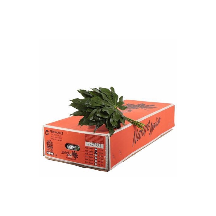 <h4>ARALIA 40 CM COSTA RICA</h4>