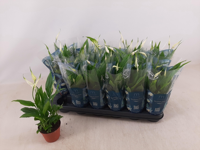 <h4>SPATH CHOPIN</h4>