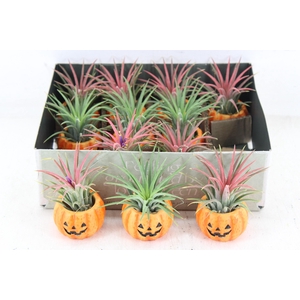 arr3 CP - Ker. pumpkin x12