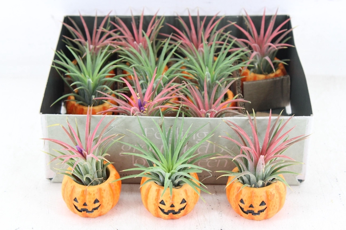 <h4>arr3 CP - Ker. pumpkin x12</h4>