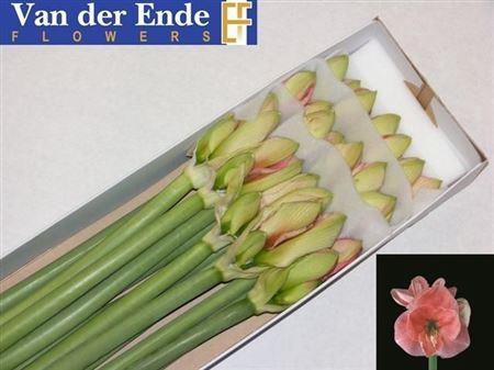 <h4>Hipp Ga Reve</h4>