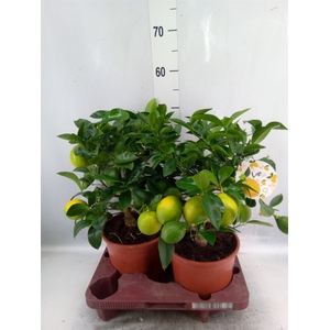 Citrus meyeri 'Meyer'