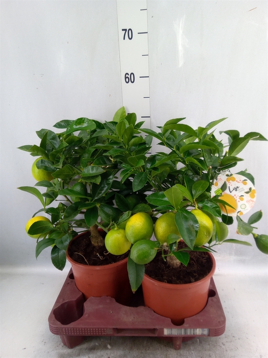 <h4>Citrus meyeri 'Meyer'</h4>