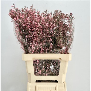 Genista Heidebrem Painted Pink