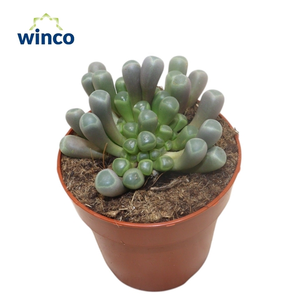 <h4>Fenestraria Aurantiaca</h4>